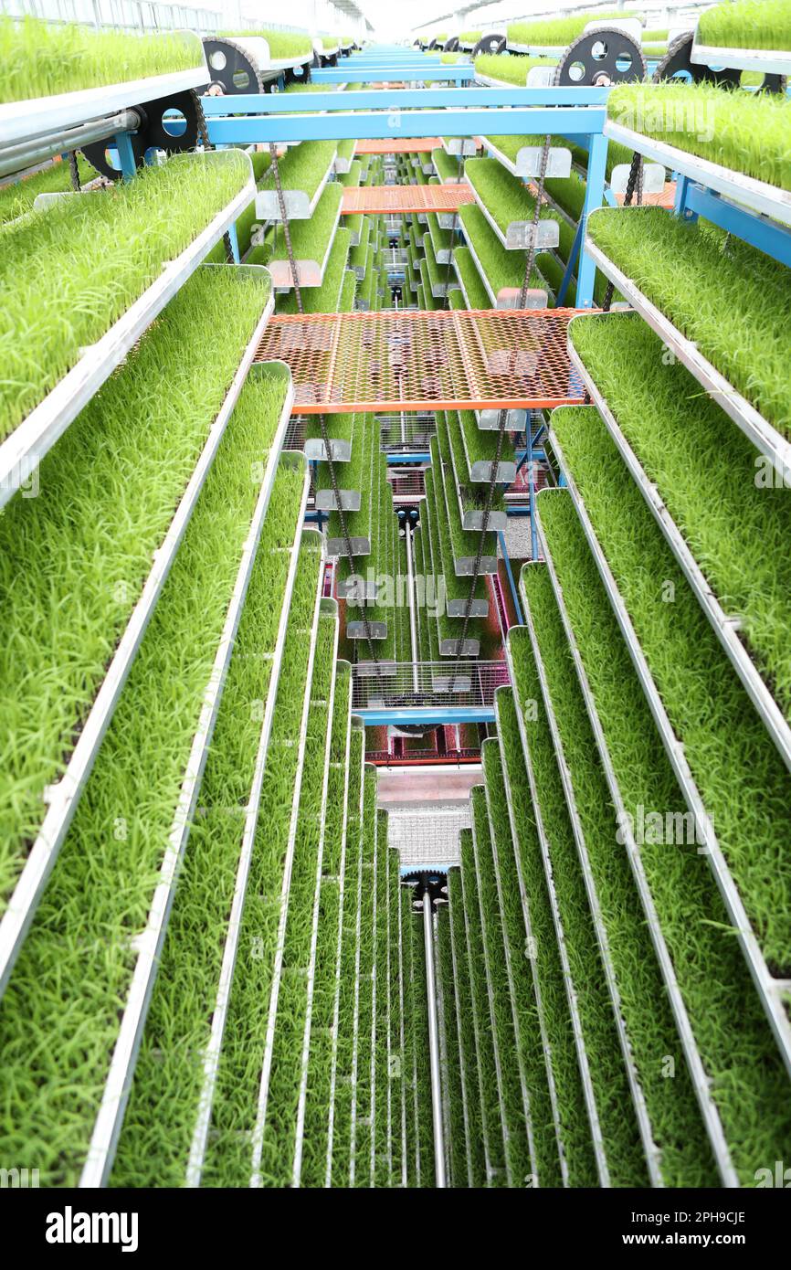 Check Rearing Machine CHONGQING, CHINA - MARCH 27, 2023 - A large intelligent rice seedling ...