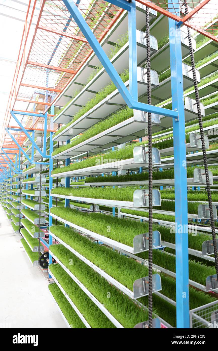 Check Rearing Machine CHONGQING, CHINA - MARCH 27, 2023 - A large intelligent rice seedling ...