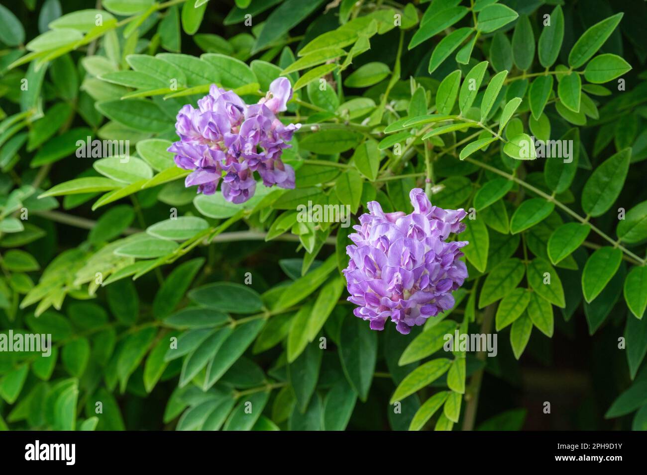 Wisteria frutescens Longwood Purple, Perennial, rich purple racemes of pea-like flowers, Stock Photo