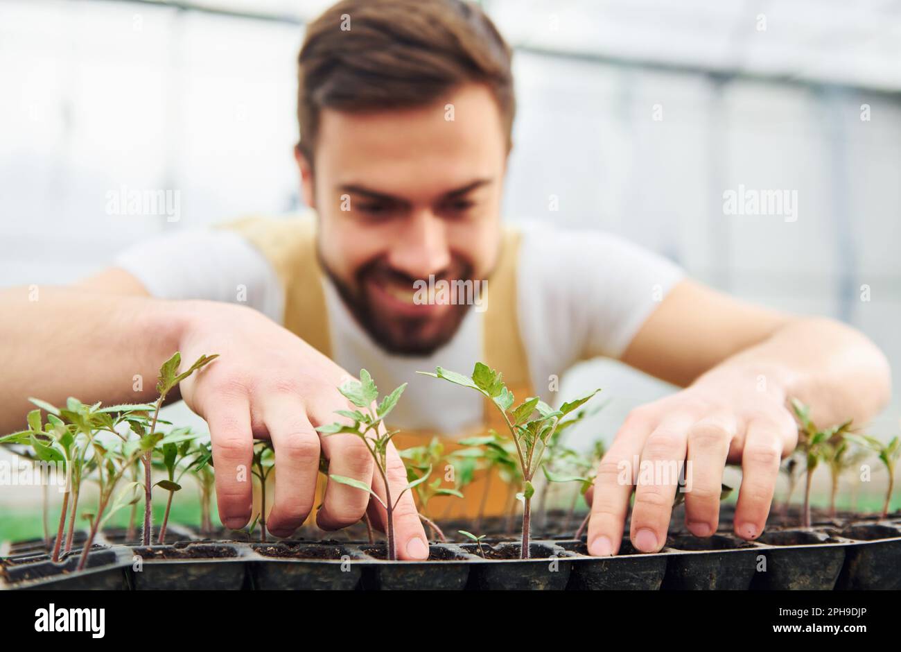 Taking care of plants in the black stand. Young greenhouse worker in