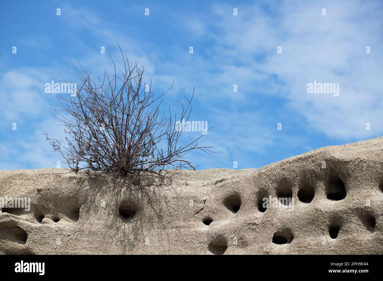 tree in the desert Stock Photo - Alamy