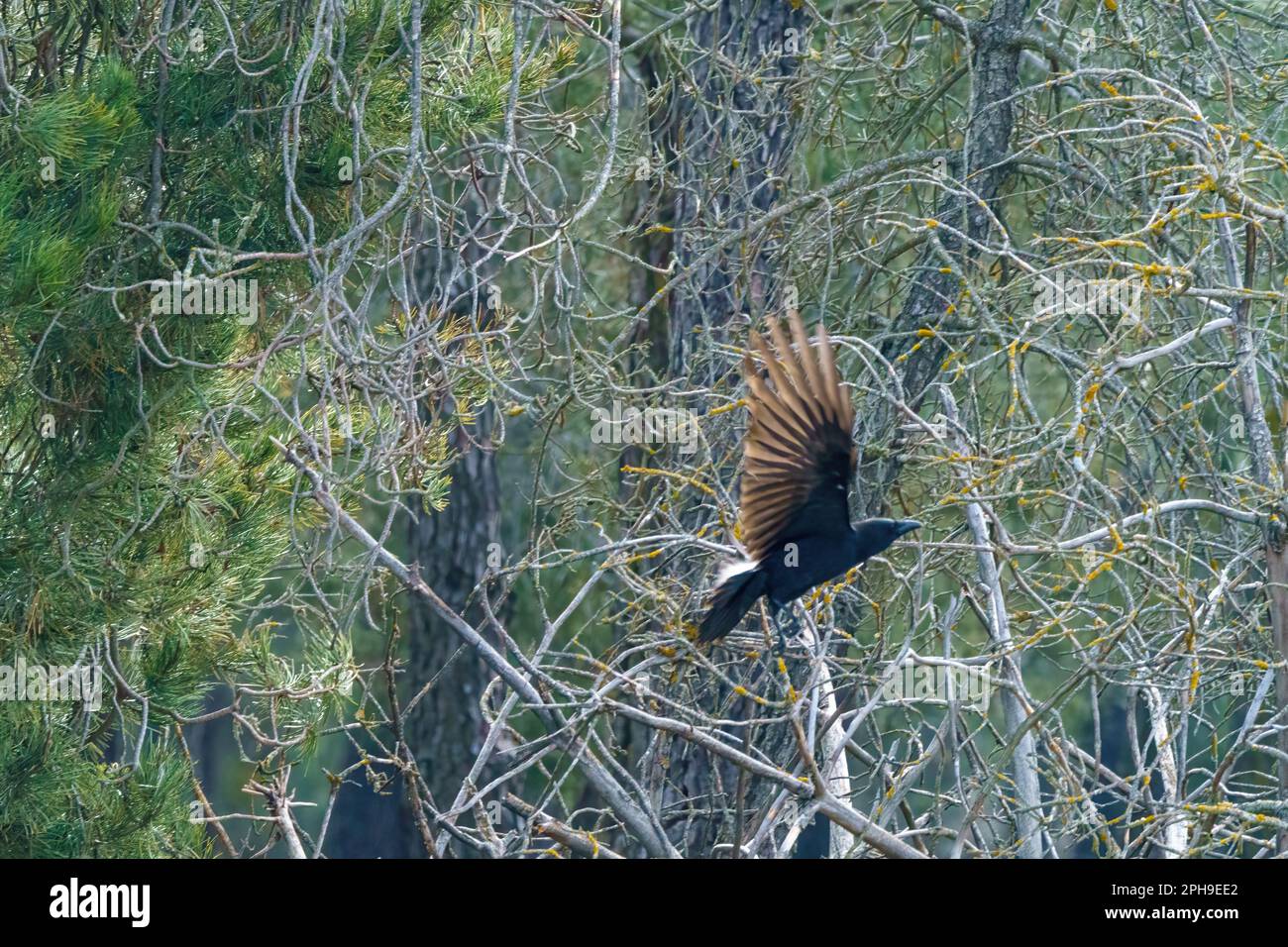 Raven flying through the forest among the trees and loose branches in ...