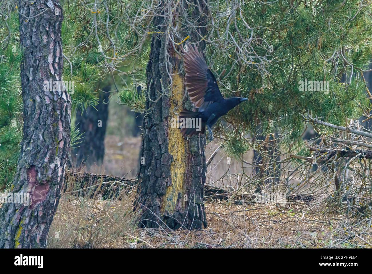 Raven flying through the forest among the trees and loose branches in ...