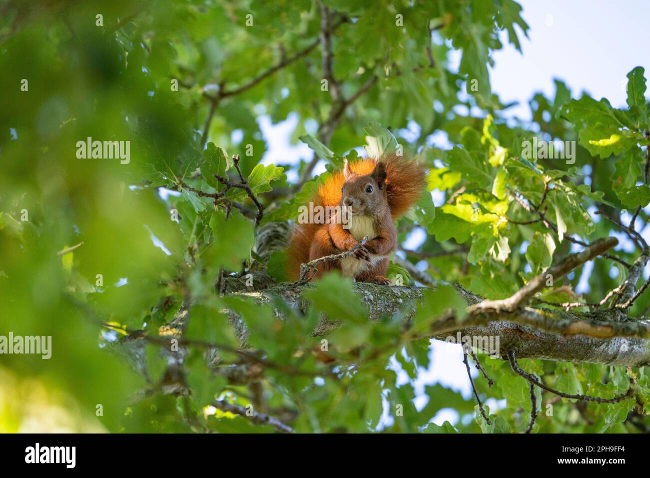 Red squirrel in a green tree, watching, eating, climbing. squirrel is a
