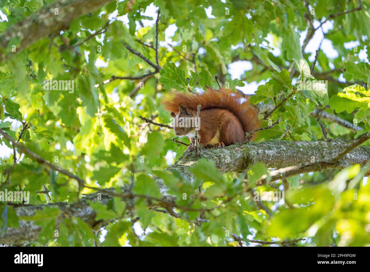 Red squirrel in a green tree, watching, eating, climbing. squirrel is a