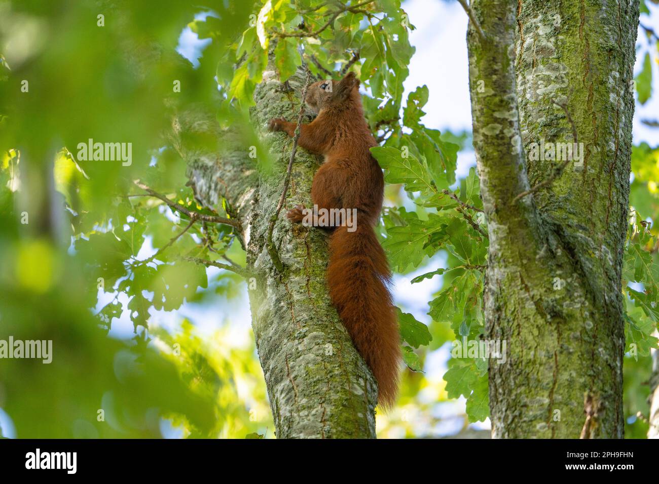 Red squirrel in a green tree, watching, eating, climbing. squirrel is a