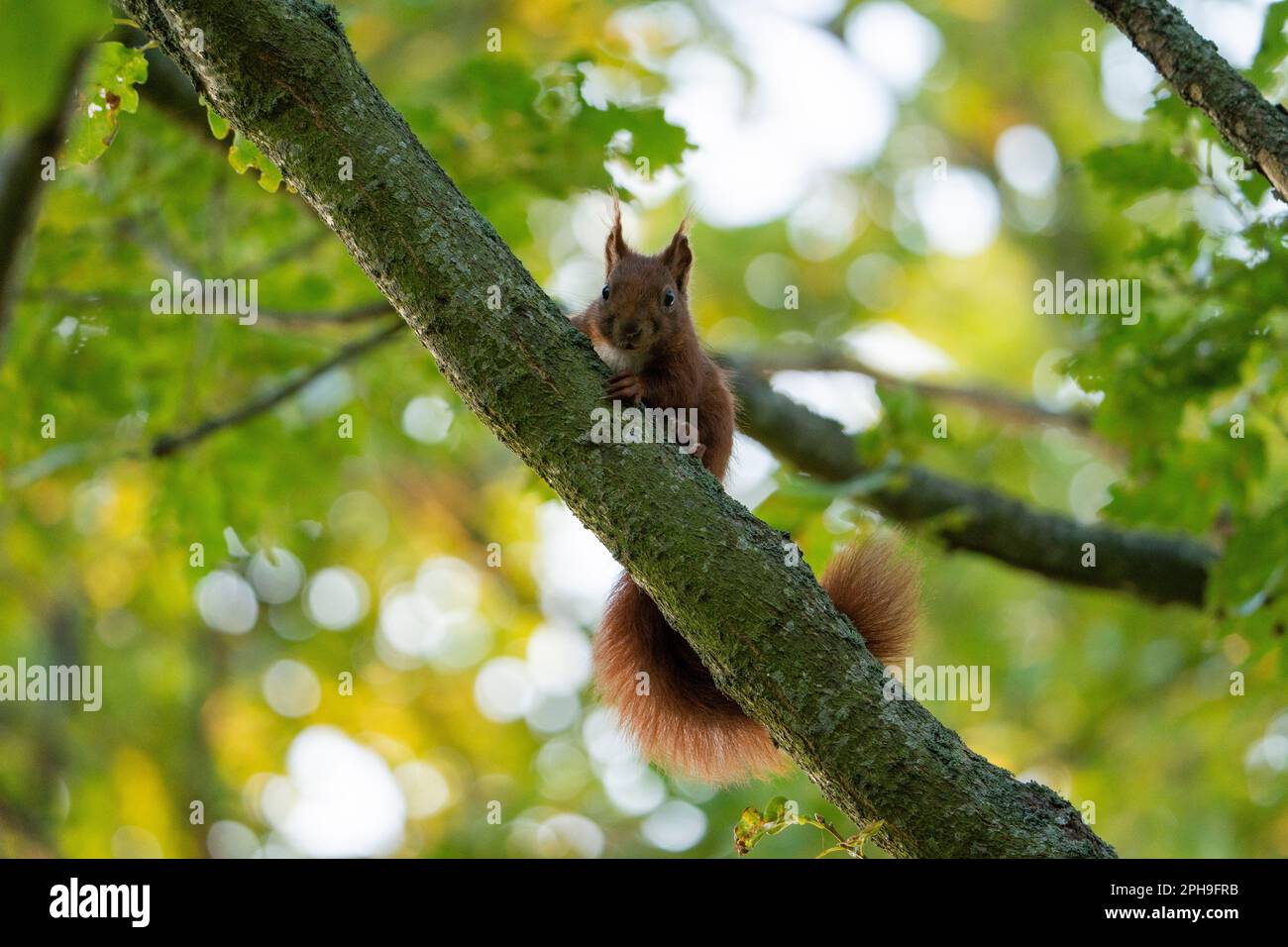 Red squirrel in a green tree, watching, eating, climbing. squirrel is a