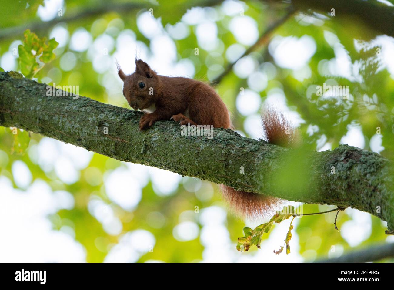 Red squirrel in a green tree, watching, eating, climbing. squirrel is a