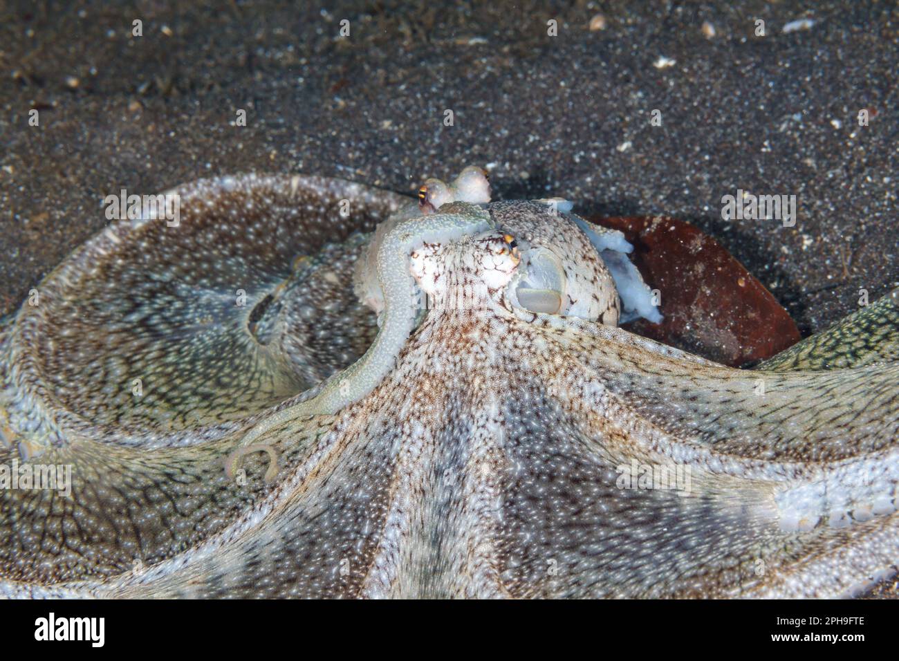 Long arm octopus mating (Octopus defilippi) Lembeh Strait, North