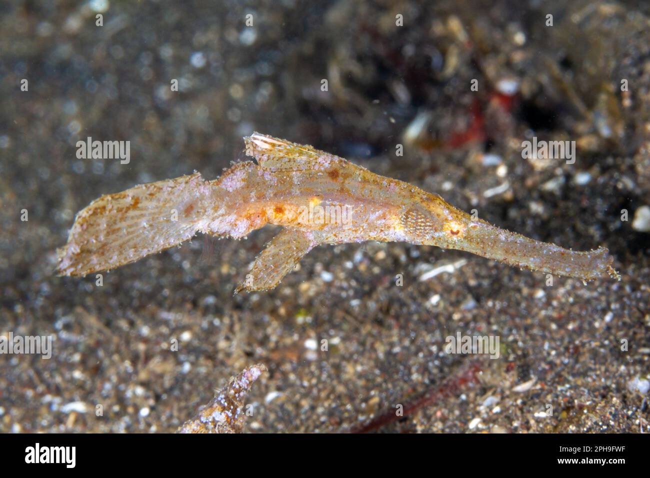 Robust ghost pipefish (Solenostomus cyanopterus) Lembeh Strait, North Sulawesi, Indonesia. Stock Photo