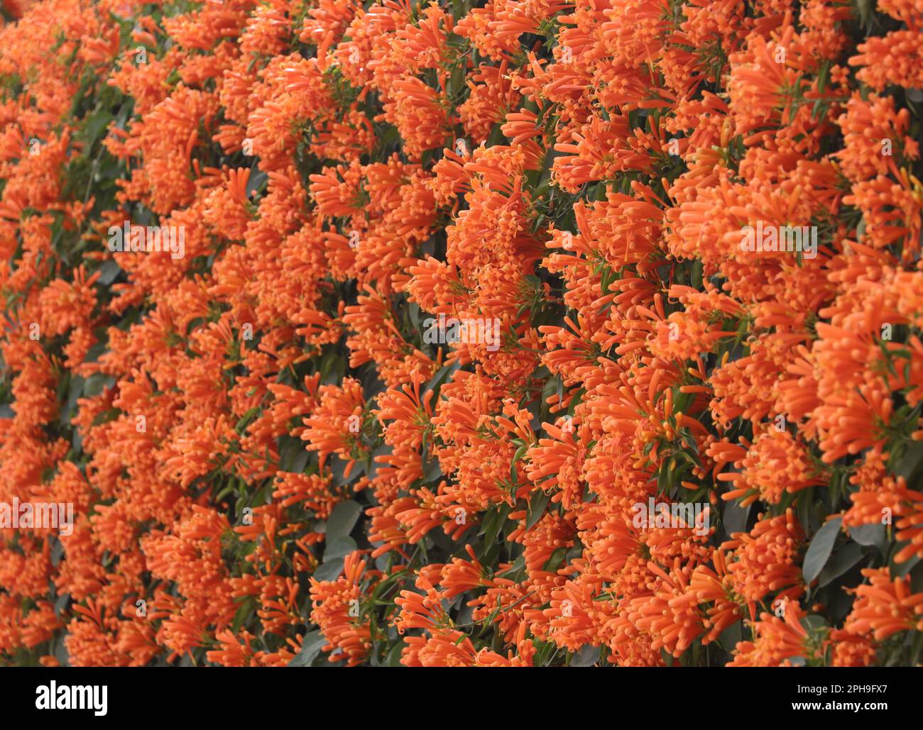 Flower Orange trumpet vine (Pyrostegia venusta) Stock Photo