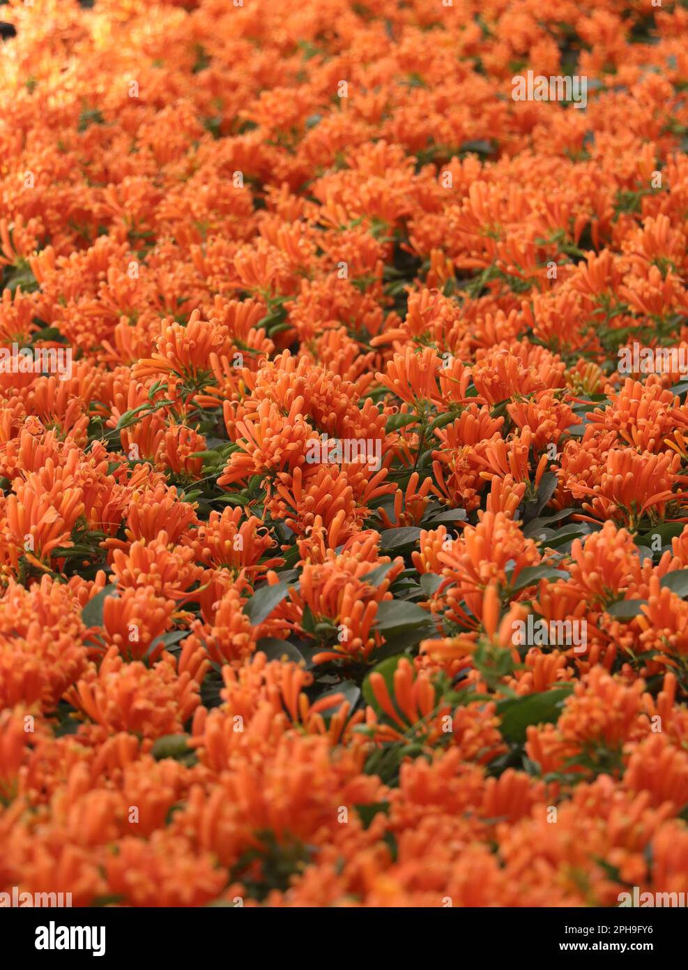 Flower Orange trumpet vine (Pyrostegia venusta) Stock Photo