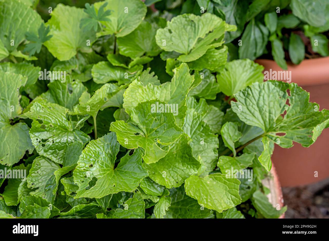 Closeup of a wasabi plant (Japanese radish) eutrema japonica Stock