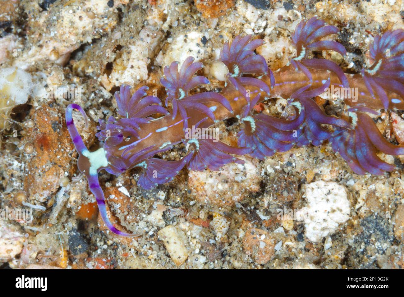 Pteraeolidia ianthina nudibranch. Lembeh Strait, North Sulawesi, Indonesia Stock Photo
