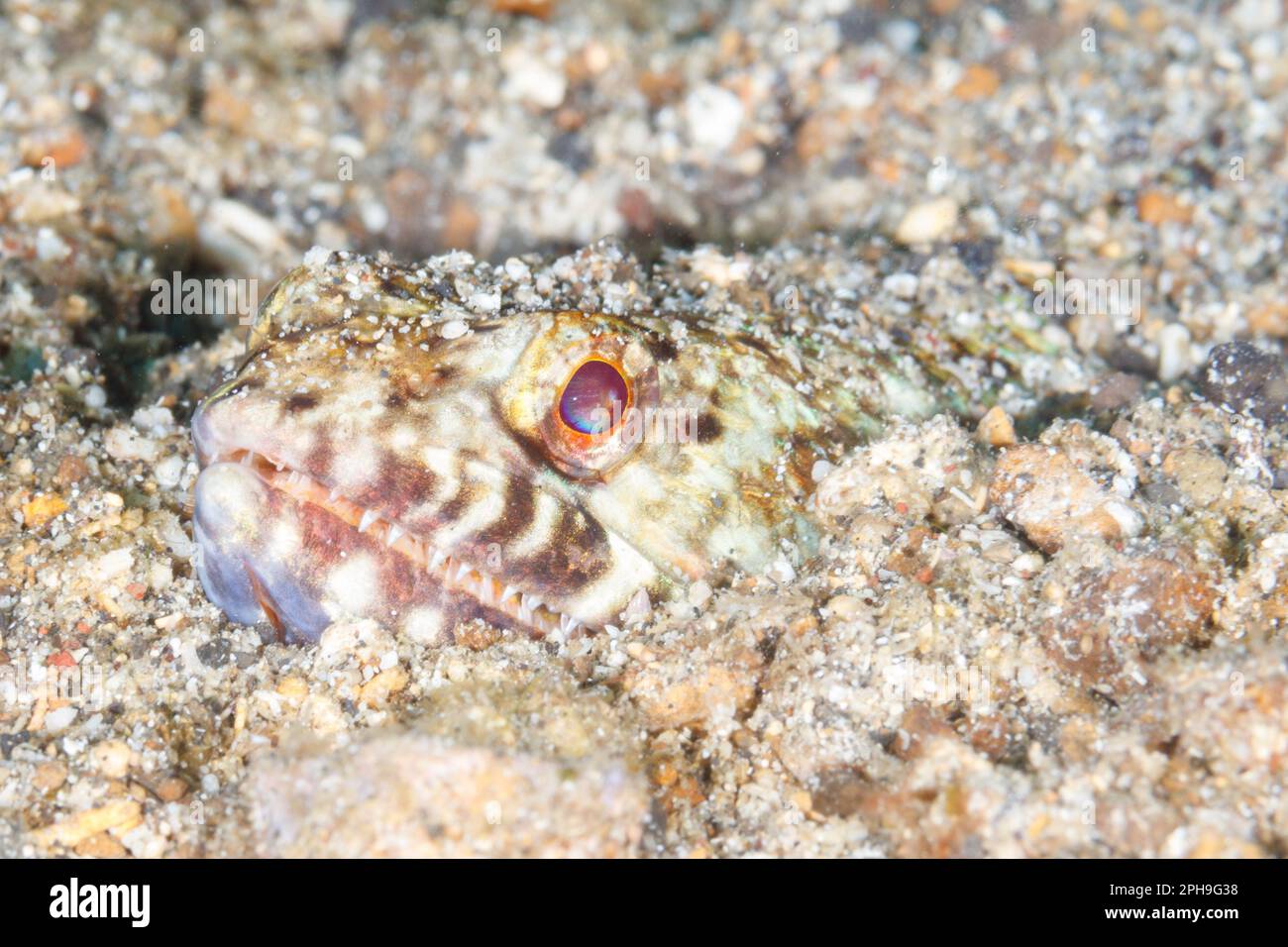 Variegated lizardfish (Synodus variegatus) Lembeh Strait, North Sulawesi, Indonesia Stock Photo
