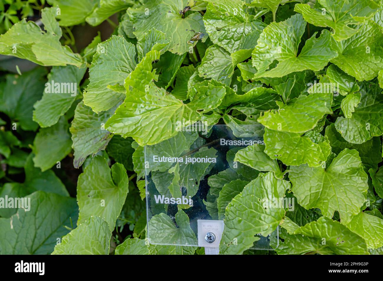 Closeup of a wasabi plant (Japanese radish) eutrema japonica Stock