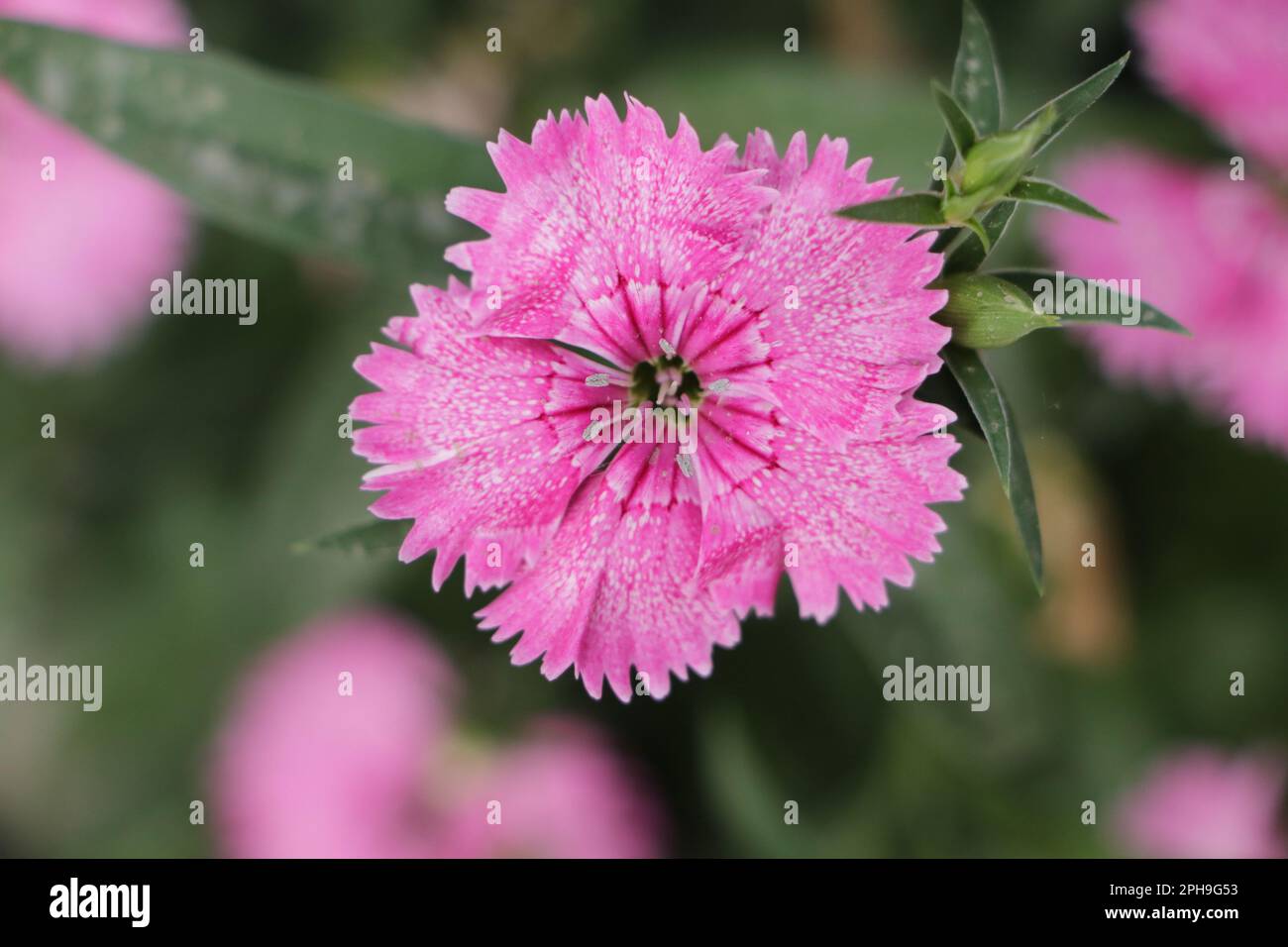 China Pink flower, pink Dianthus flowers (Dianthus chinensis) or Rainbow Pink flower in natural field on the sunny day. Dianthus caryophyllus flower Stock Photo