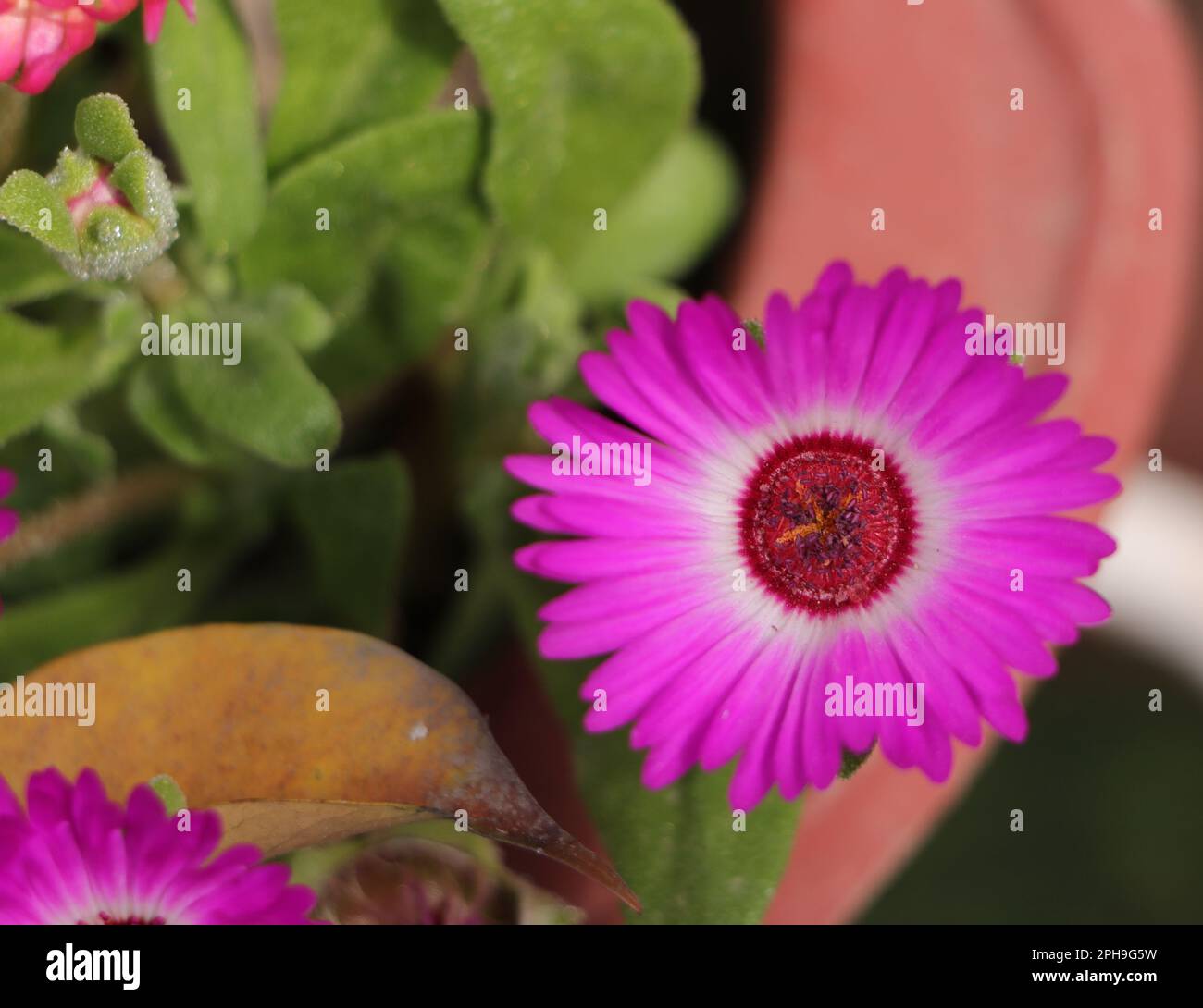 Livingstone Daisy Flowerwhite.. Ice plant 'Mesembryanthemum crystallinum', ficoide glaciale, Aizoaceae succulent plant, Dorotheanthus bellidiformis. Stock Photo