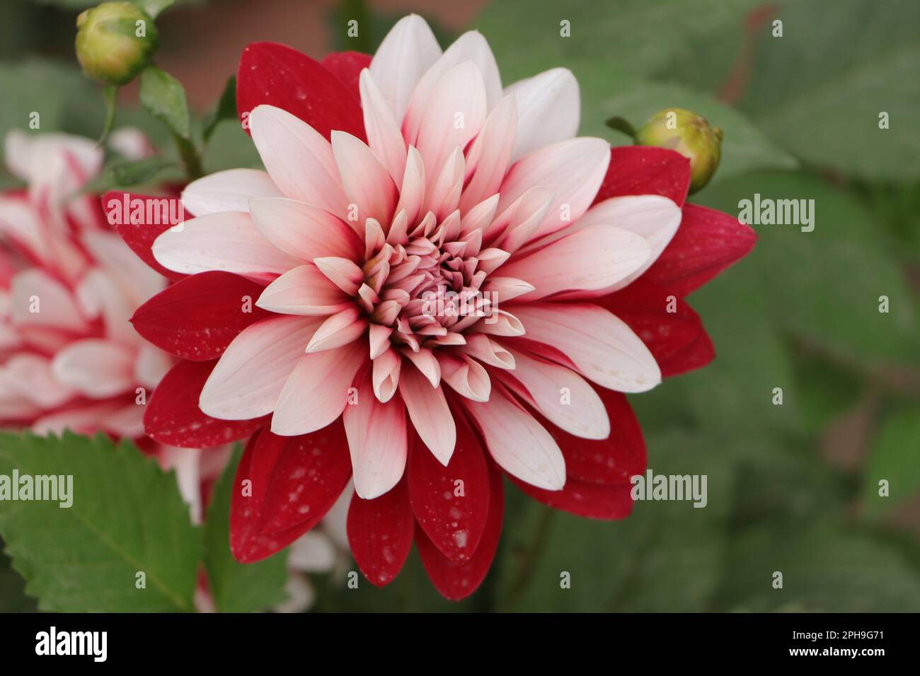 Desi flower. Beautiful bright red and white coloured dahlia flower in a house garden. Fresh healthy colourful and fragrant flowers. India spring. Stock Photo
