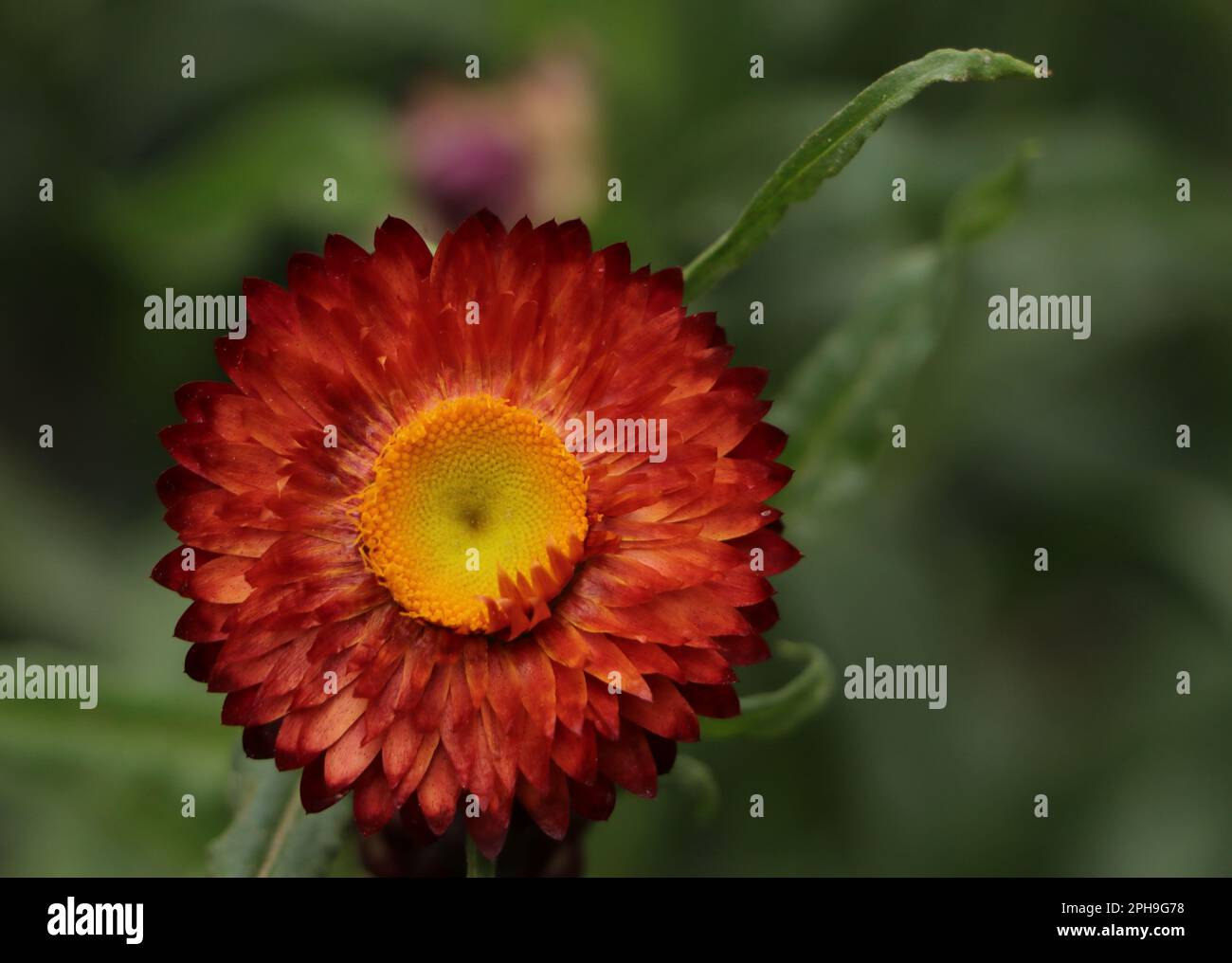 Strawflower. Strawflower can be grown as a shortlived tender perennial or as an annual. It is