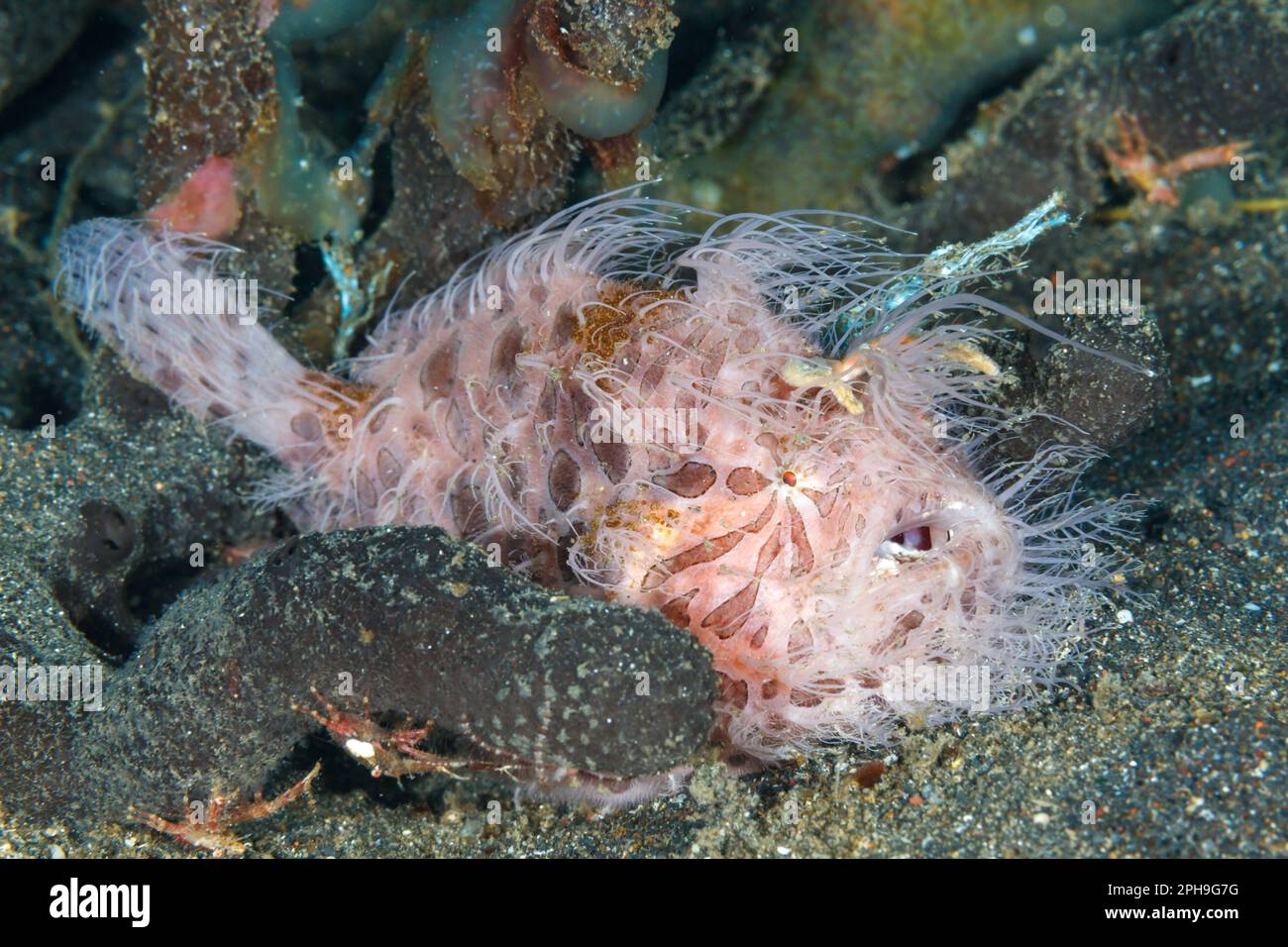 Hairy frogfish (Antennarius striatus) Lembeh Strait, North Sulawesi, Indonesia Stock Photo