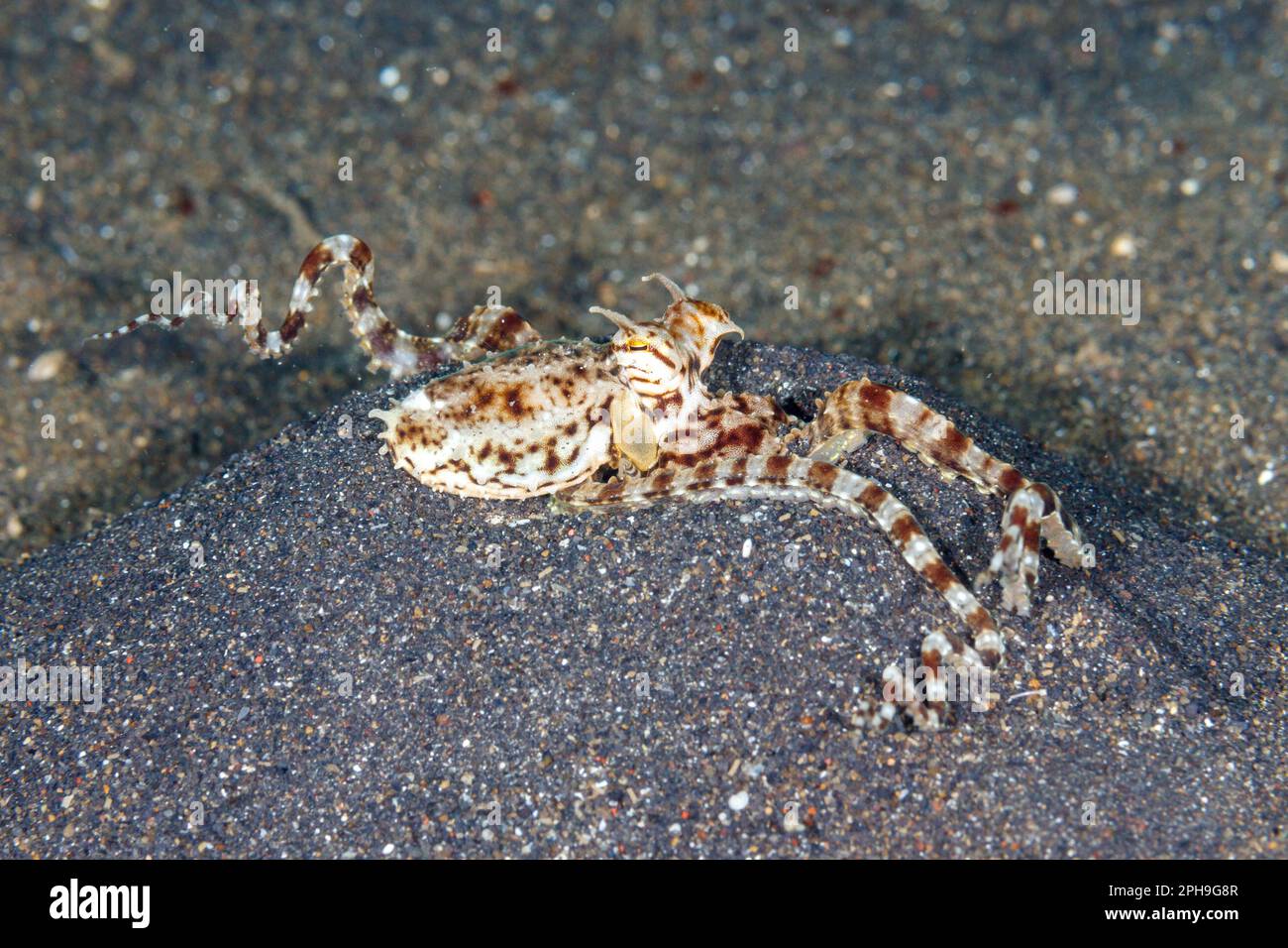 Long arm octopus (Octopus defilippi) Lembeh Strait, North Sulawesi, Indonesia Stock Photo