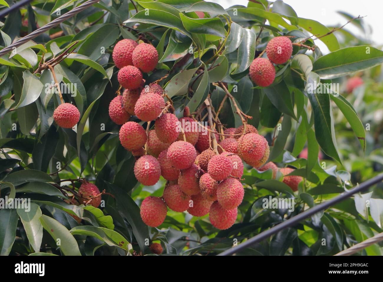 Lychee fruit. Lychee is the sole member of the genus litchi in the soapberry family, sapindaceae. Stock Photo