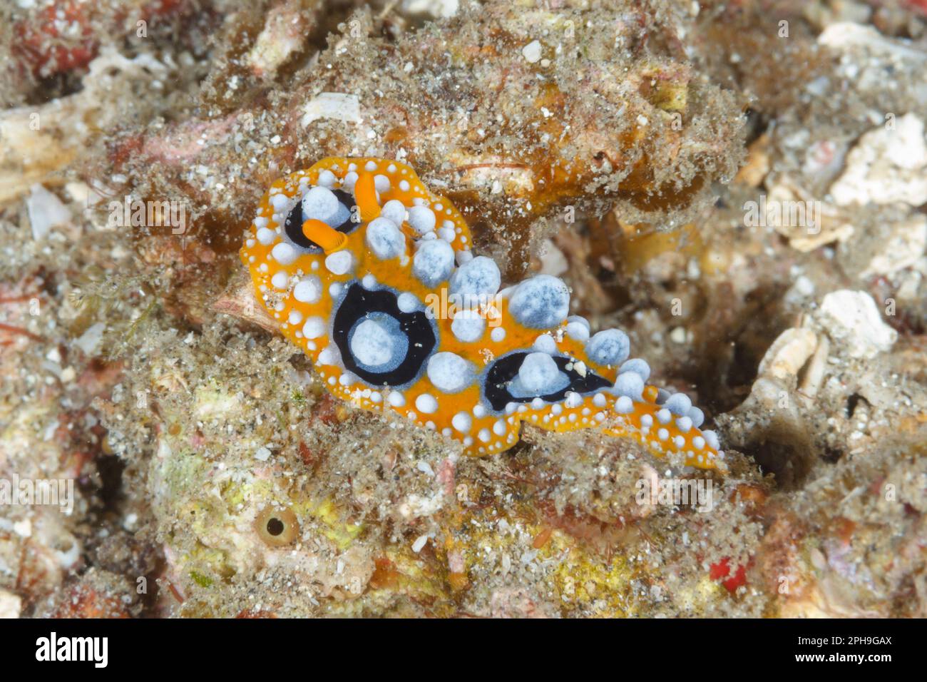 Phyllidia ocellatanudibranch.  Lembeh Strait, North Sulawesi, Indonesia Stock Photo