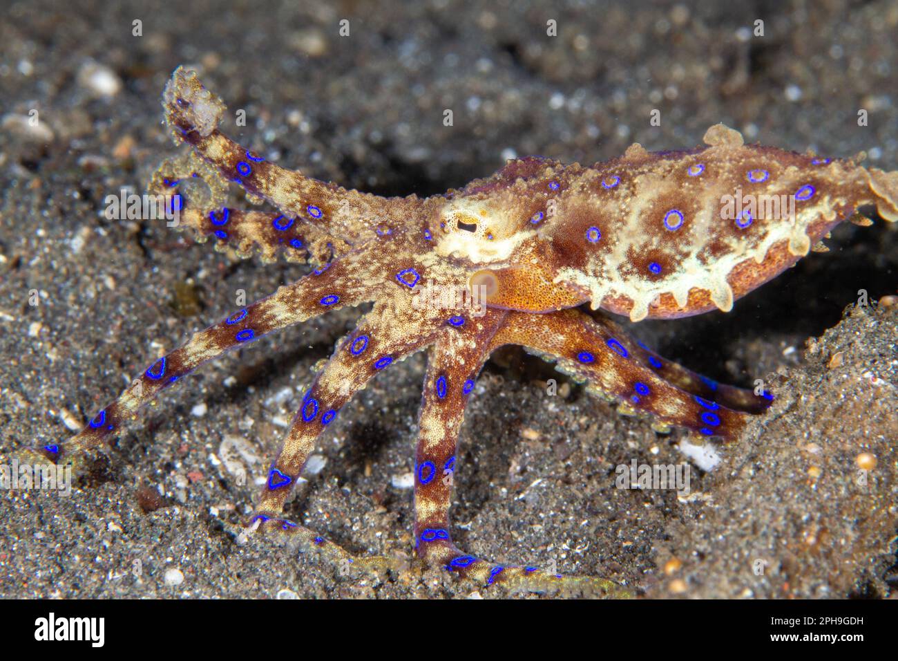Blue ringed octopus (Hapalochlaena) Lembeh Strait, North Sulawesi, Indonesia. Stock Photo