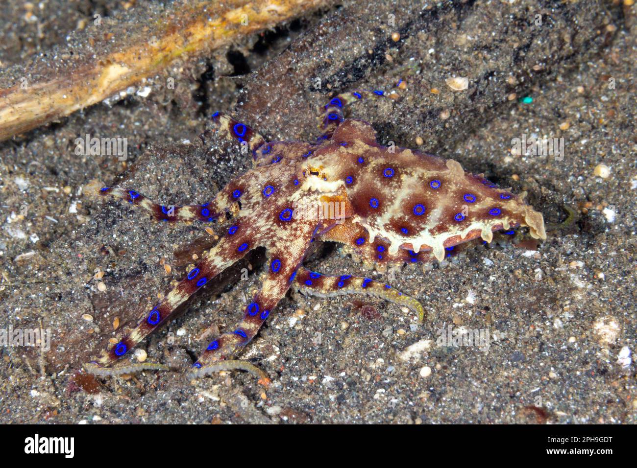 Blue ringed octopus (Hapalochlaena) Lembeh Strait, North Sulawesi ...