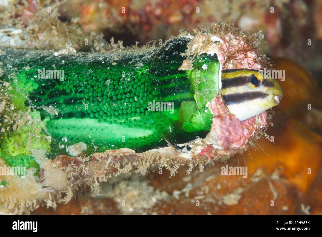 Striped fang blenny (Meiacanthus grammistes) living inside a bottle where its eggs can be seen.  Lembeh Strait, North Sulawesi, Indonesia. Stock Photo