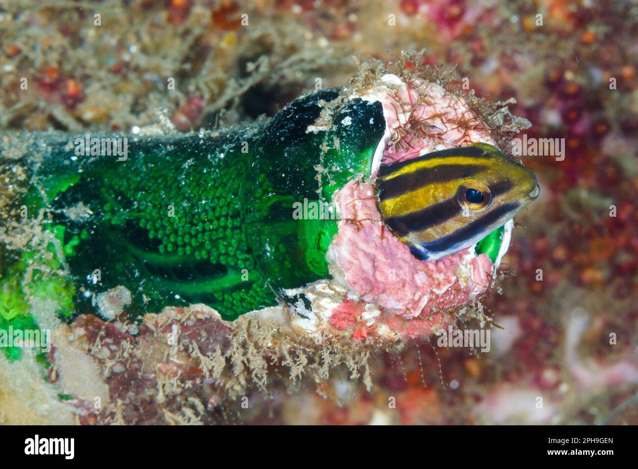 Striped fang blenny (Meiacanthus grammistes) living inside a bottle where its eggs can be seen.  Lembeh Strait, North Sulawesi, Indonesia. Stock Photo