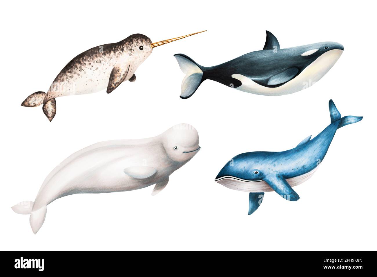 Watercolor narwhal with long tusk, blue whale, beluga and killer whale isolated on white background. Hand painting realistic Arctic and Antarctic Stock Photo