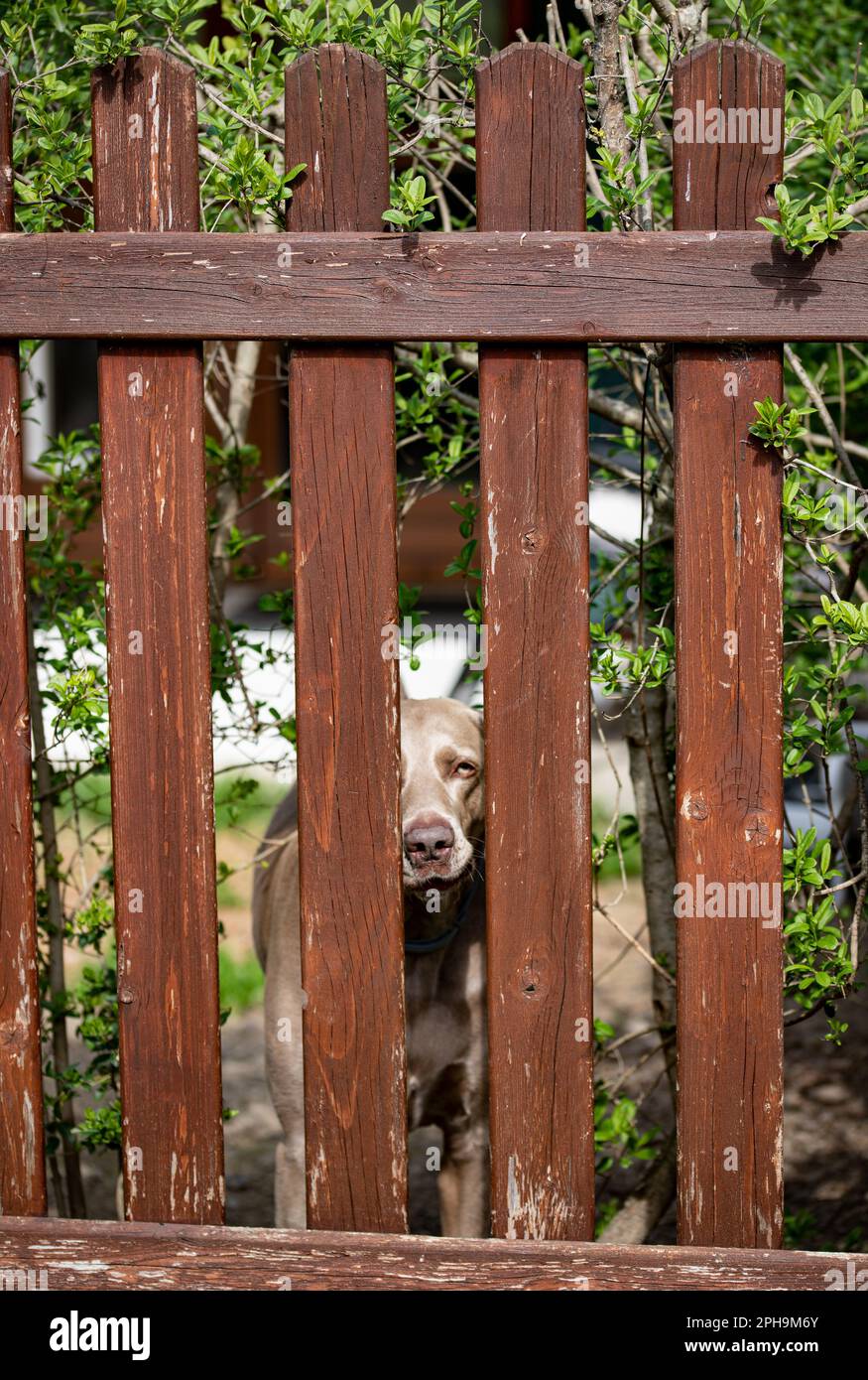 dog in cage Stock Photo Alamy