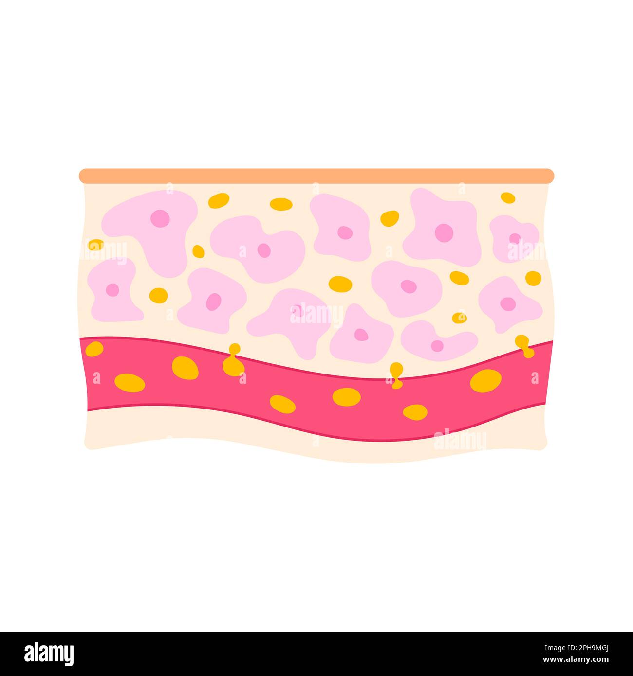 Glucose cells in blood and interstitial fluid illustartion Stock Vector