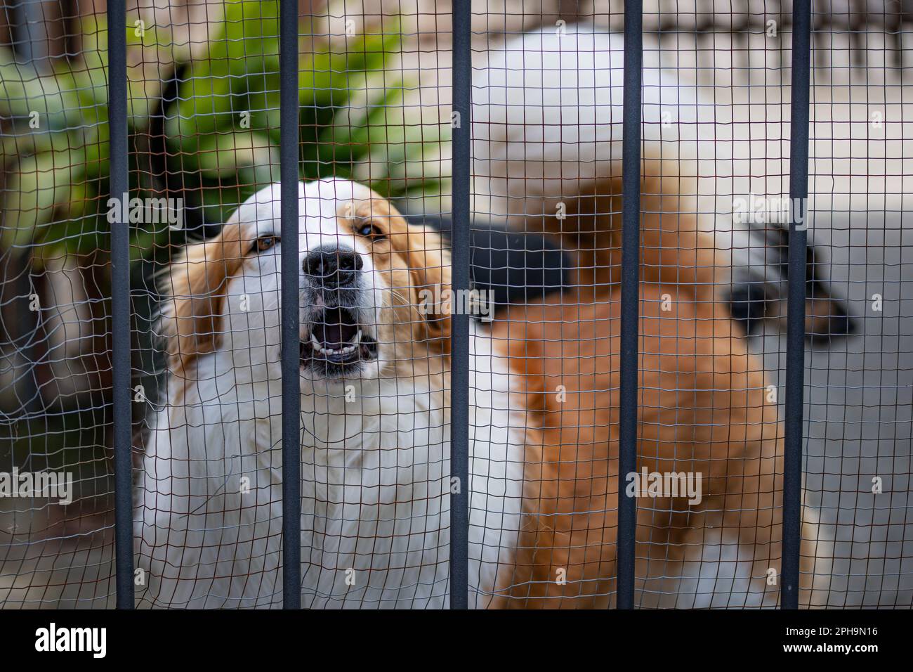 dog in cage Stock Photo Alamy