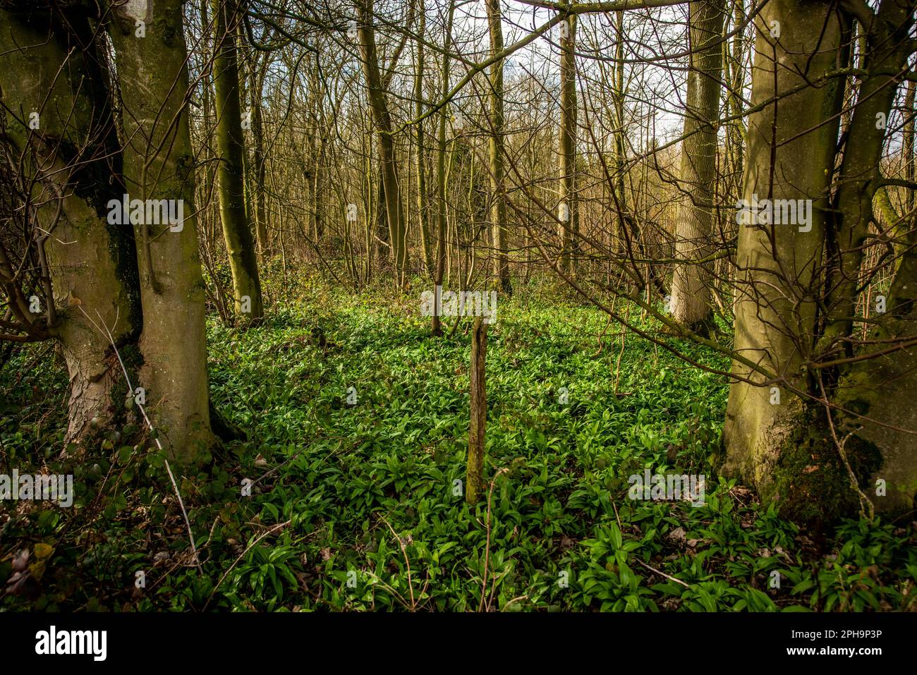 A small woodland in the East Riding of Yorkshire carpeted with Wild Garlic plants. Stock Photo