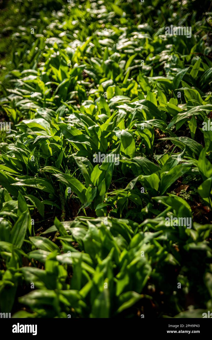 A small woodland in the East Riding of Yorkshire carpeted with Wild Garlic plants. Stock Photo