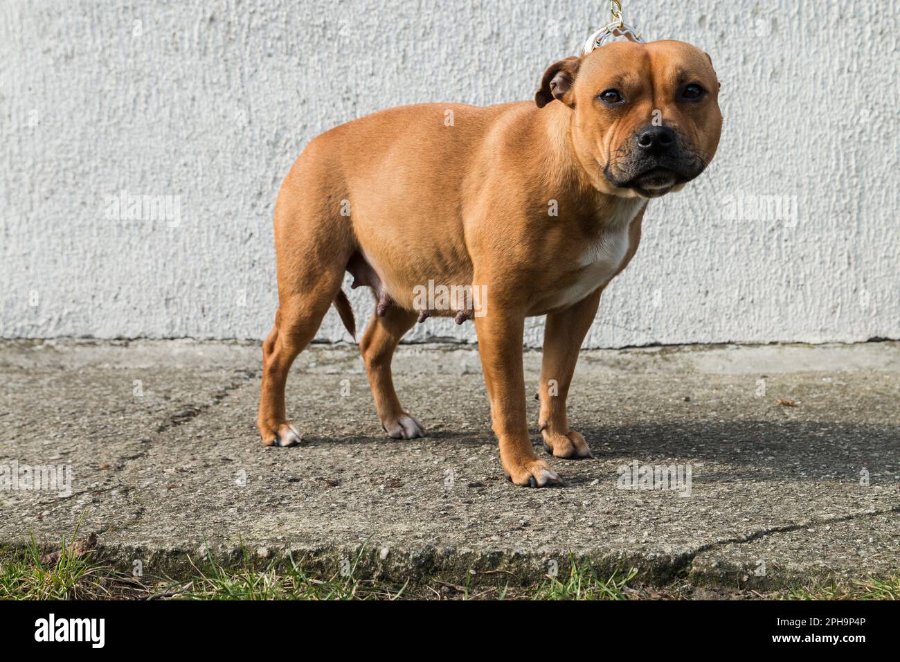 English staffordshire bull terrier dog pet portrait Stock Photo