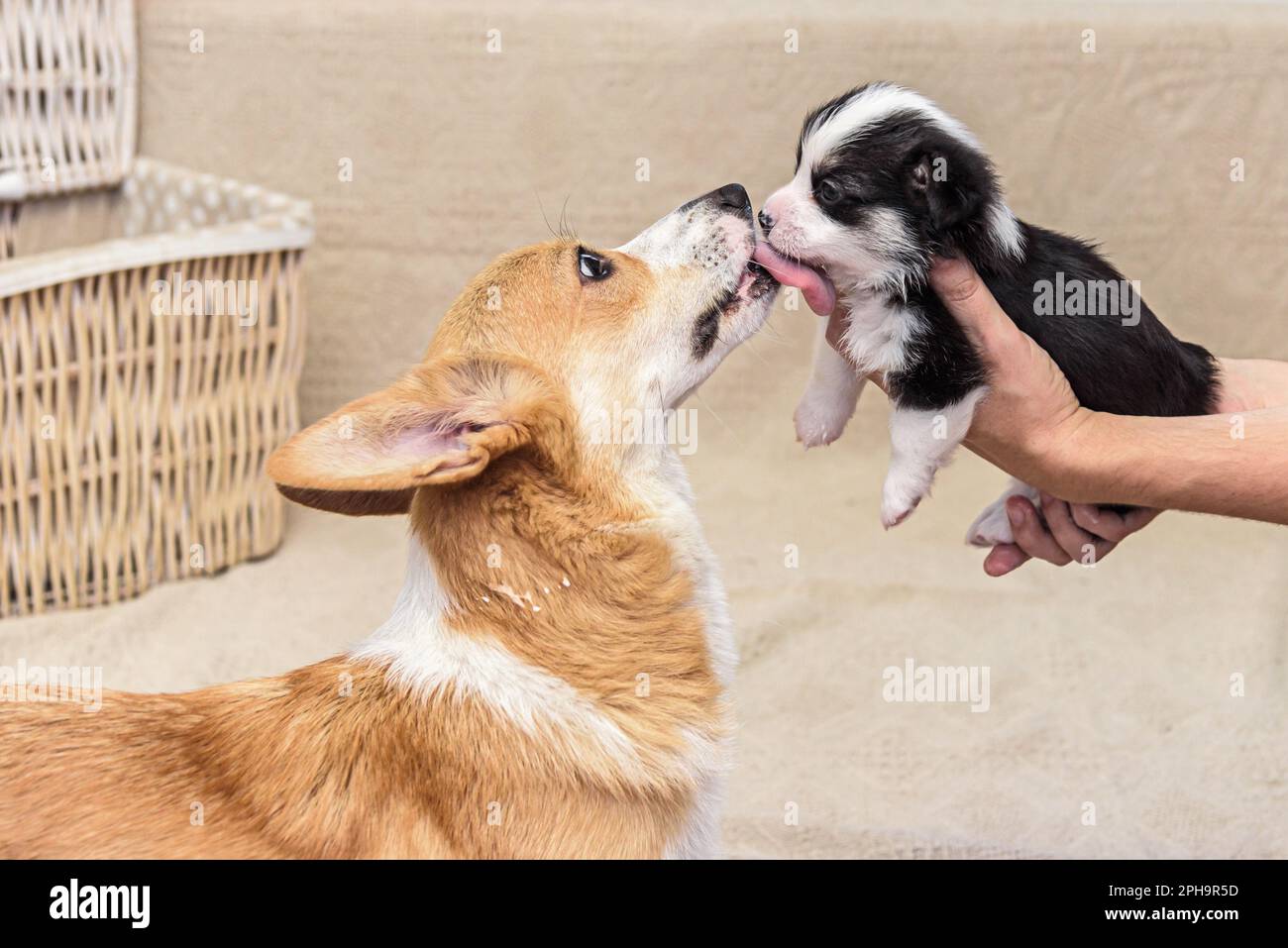 A mom dog licks her puppy after feeding. Welsh Corgi, Pets, Mother and Son Stock Photo