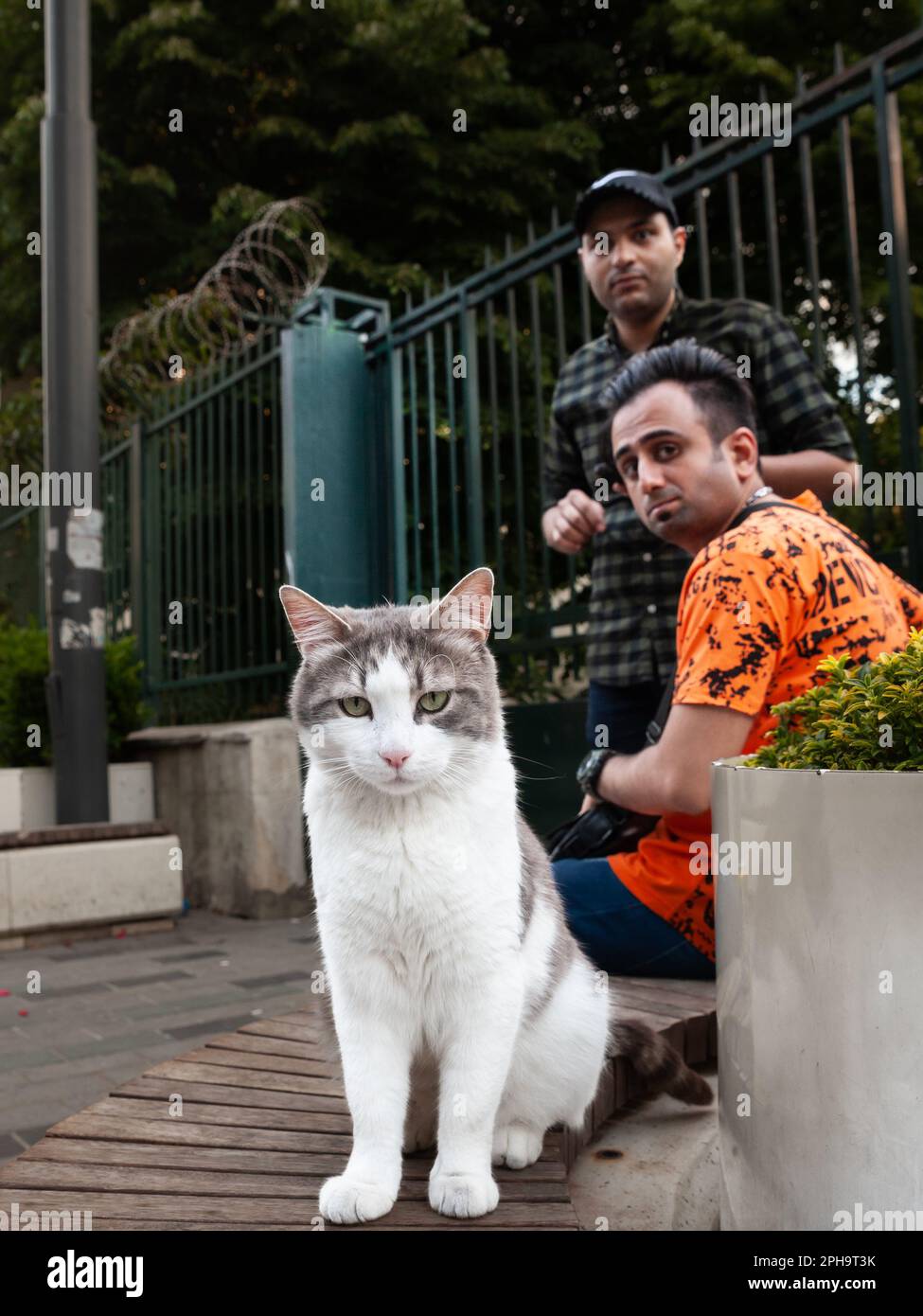Picture of a cat, sitting and posing in the streets in Istanbul, Turkey