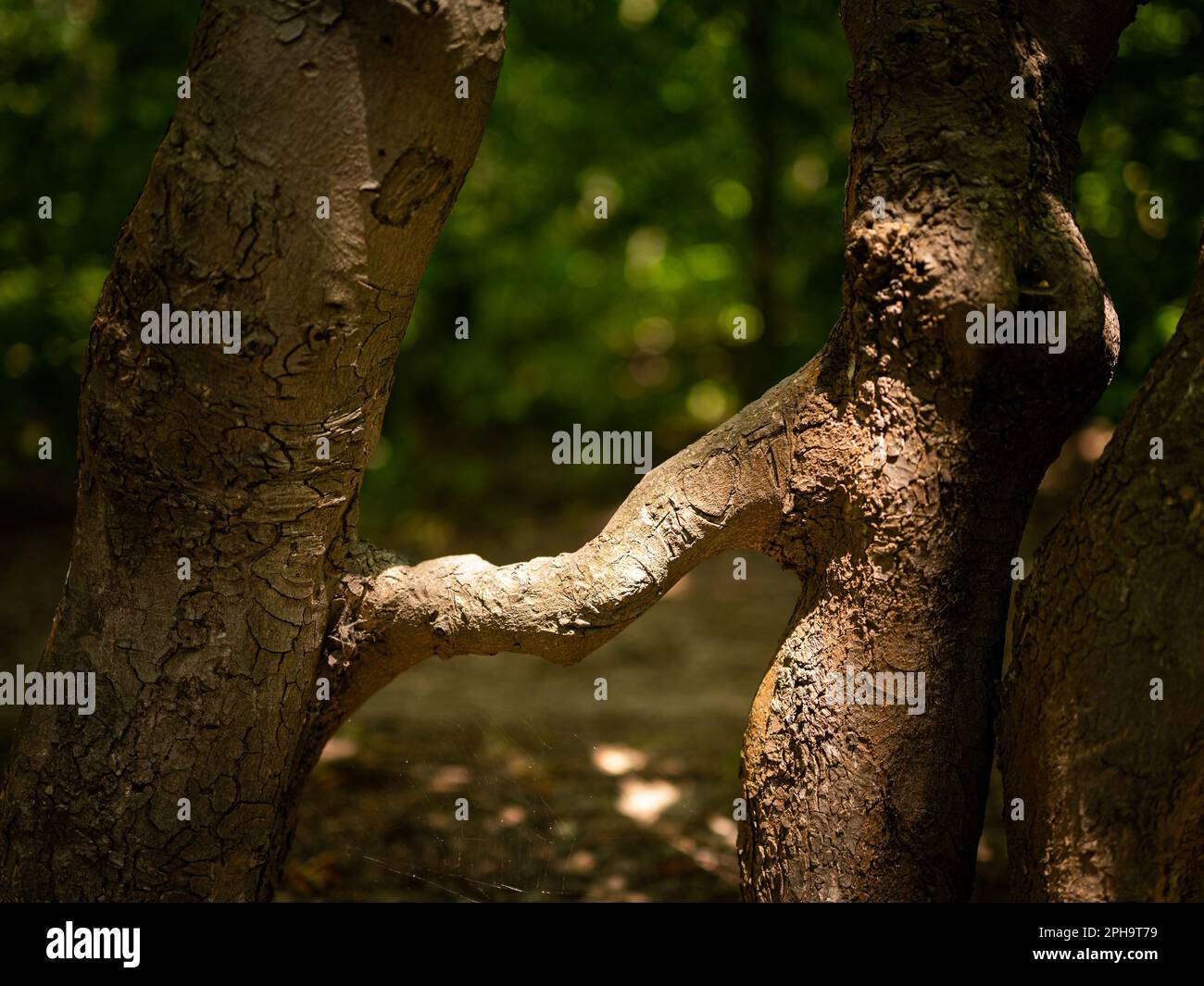 Two trees grown together in a forest, idyllic, sunlight Stock Photo
