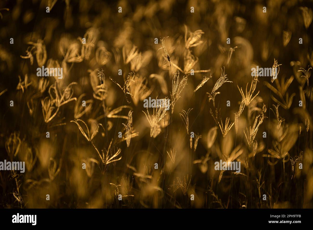 Close up, details of blades of grass in golden light. Backlit of the African sunset light. Abstract patterns texture. Hwange National Park, Zimbabwe Stock Photo