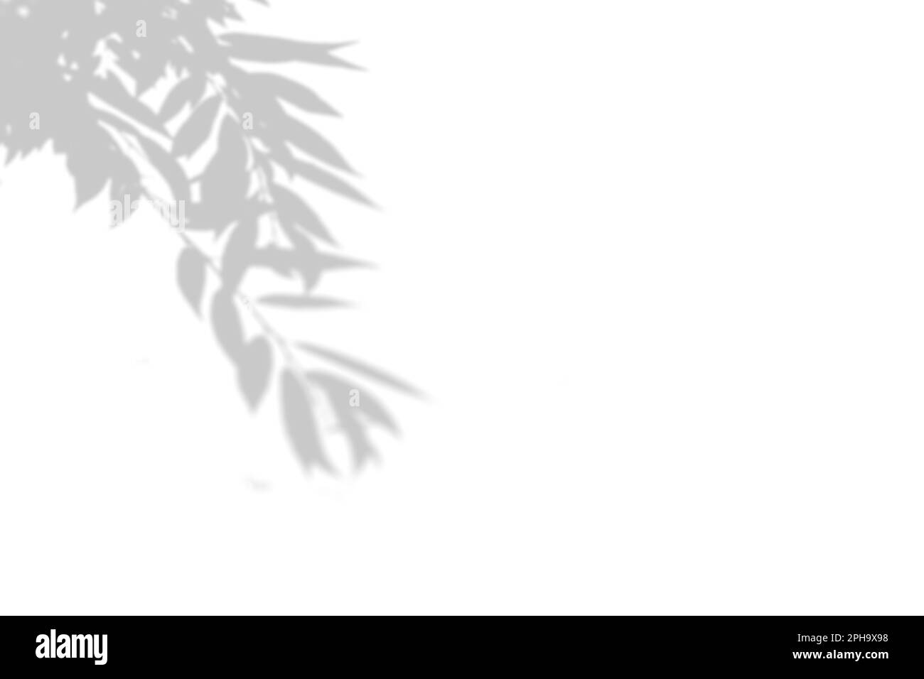 Summer background of shadows tree on a white wall. White and Black for ...