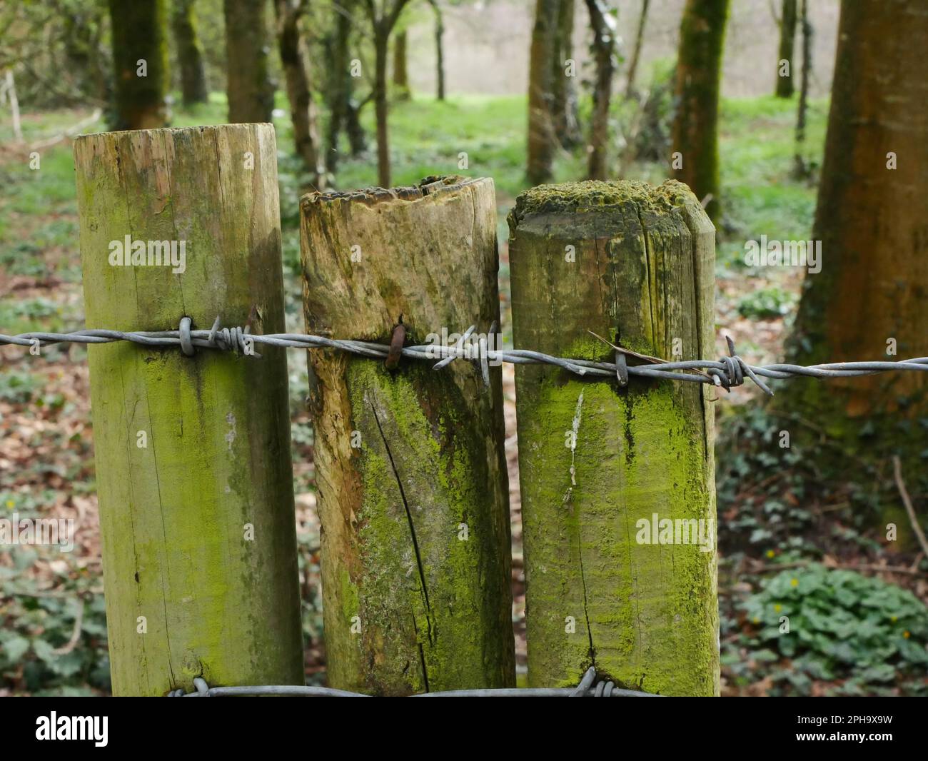 The wooden posts surrounded by a barbed wire fence is illuminated by ...