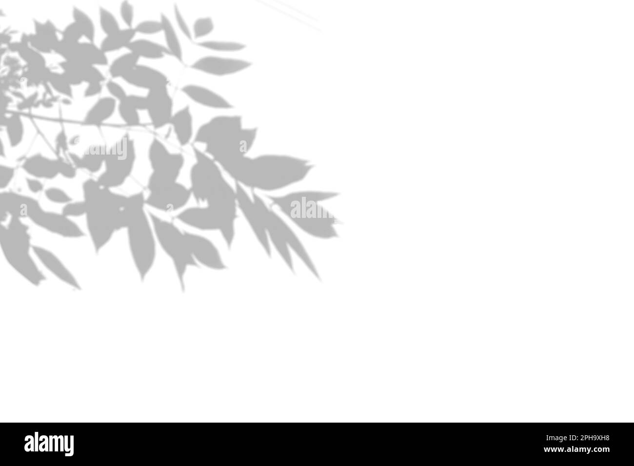 Summer background of shadows tree on a white wall. White and Black for ...