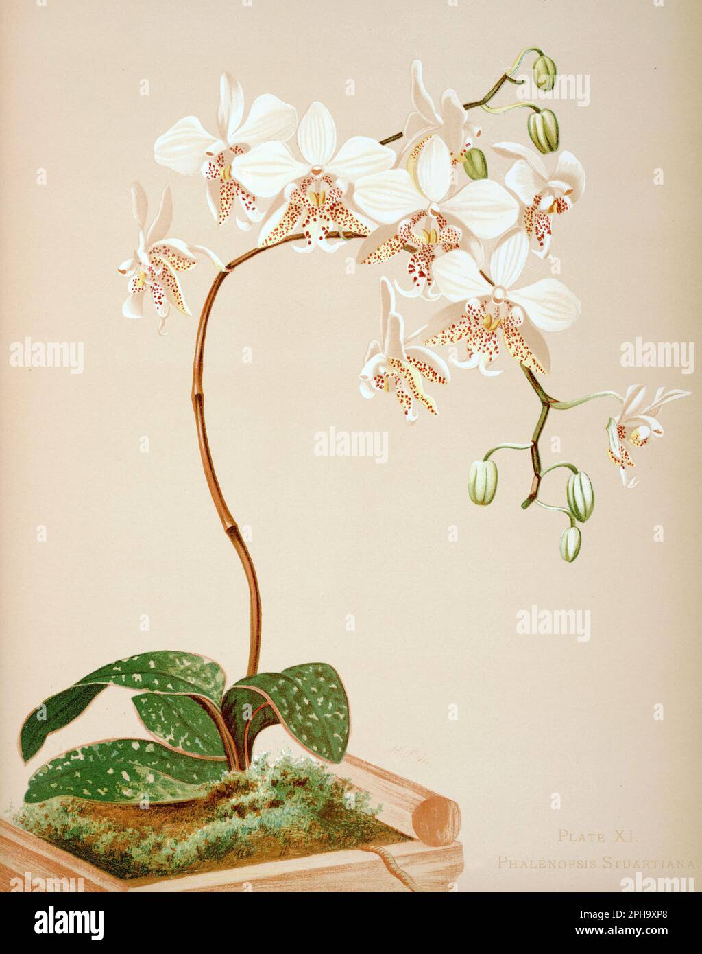 Antique Orchid illustration. ca1885. Phalenopsis Stuartiana Stock Photo