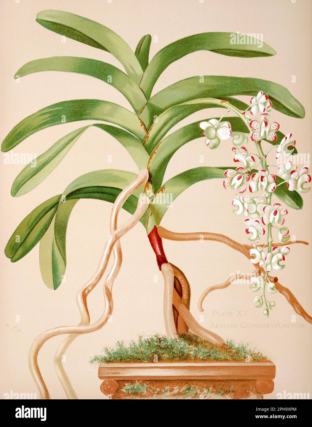 Antique Orchid illustration. ca1885. Aerides Quinquevulnerum Stock Photo