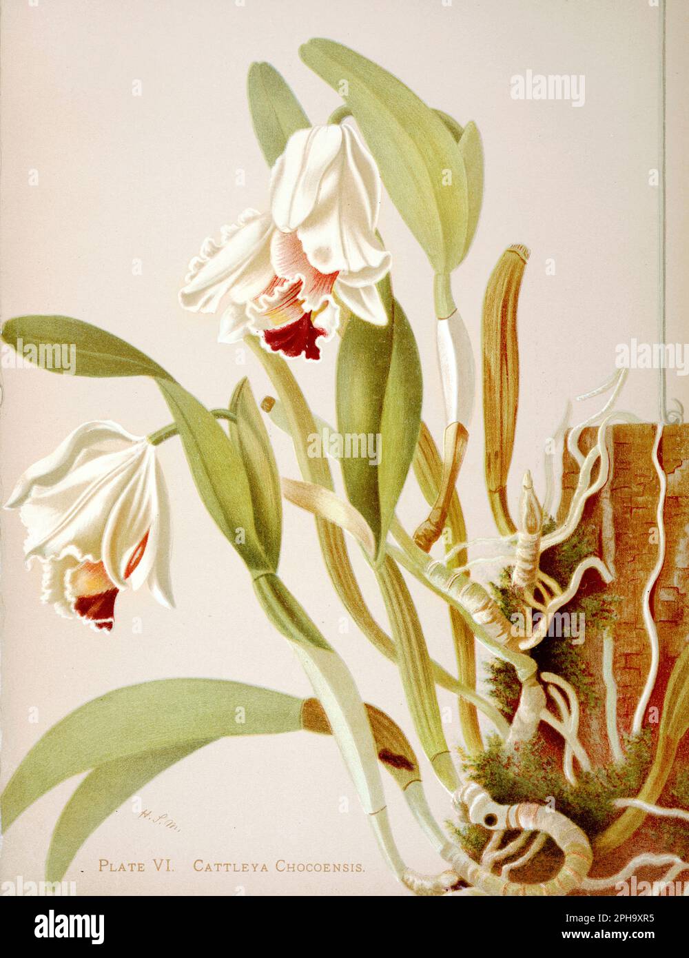 Antique Orchid illustration. ca1885. Cattleya Chocoensis Stock Photo
