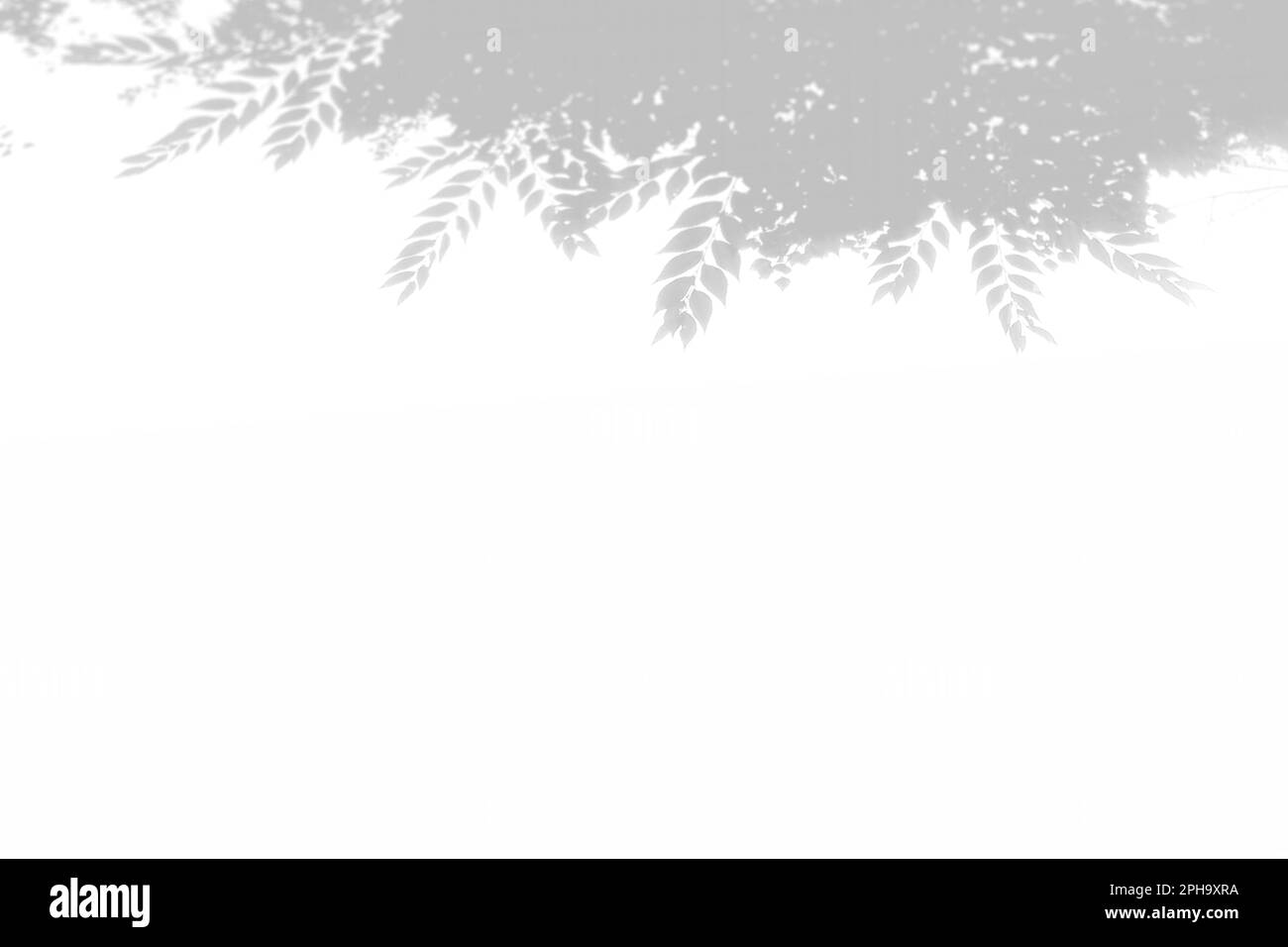 Summer background of shadows tree on a white wall. White and Black for ...